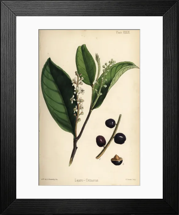 Framed Print : Cherry laurel, Prunus laurocerasus Framed Print : Cherry laurel, Prunus laurocerasus