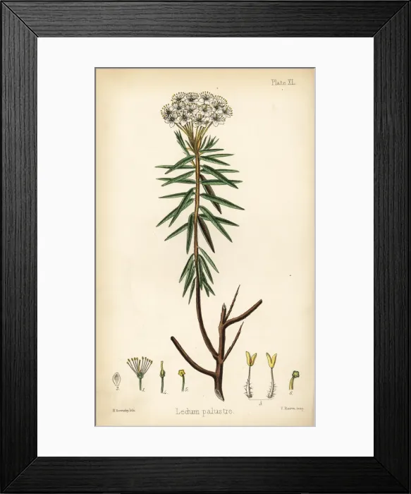 Framed Print : Marsh Labrador tea or wild rosemary, Rhododendron tomentosum Framed Print : Marsh Labrador tea or wild rosemary, Rhododendron tomentosum