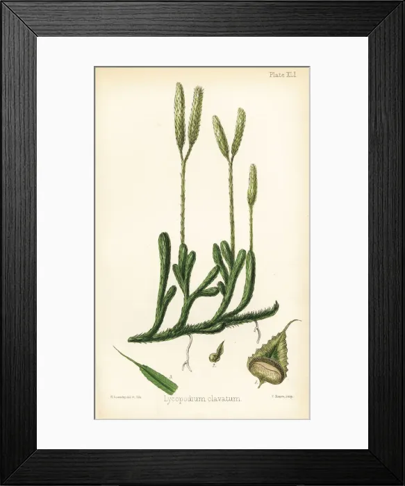 Framed Print : Stag s-horn clubmoss, Lycopodium clavatum Framed Print : Stag s-horn clubmoss, Lycopodium clavatum
