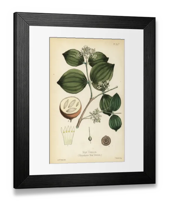 Framed Print : Strychnine tree or poison nut, Strychnos nux-vomica Framed Print : Strychnine tree or poison nut, Strychnos nux-vomica