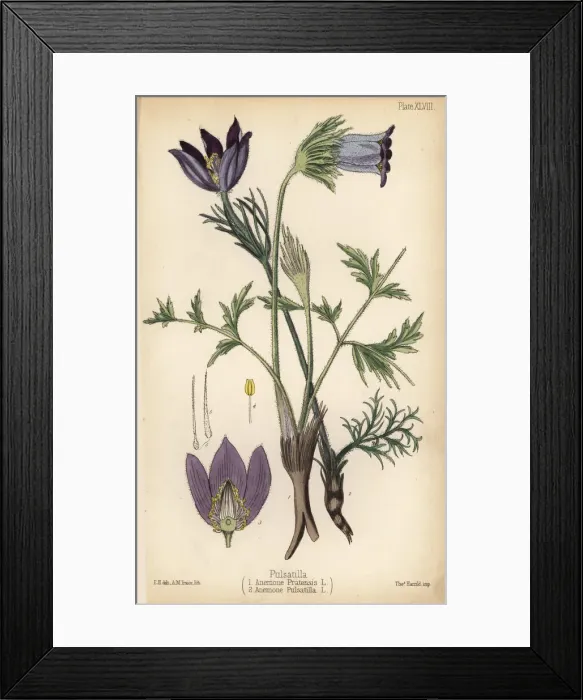Framed Print : Small pasque flower, Anemone pratensis 1 Framed Print : Small pasque flower, Anemone pratensis 1