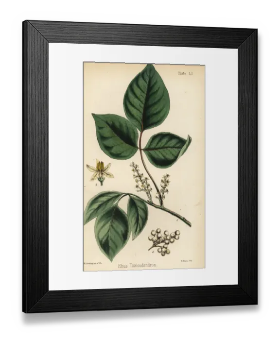 Framed Print : Atlantic poison oak, Toxicodendron pubescens Framed Print : Atlantic poison oak, Toxicodendron pubescens