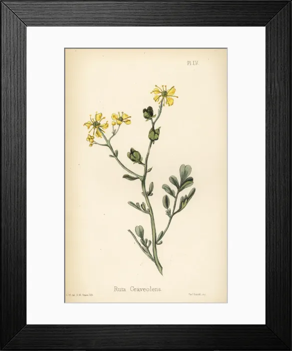 Framed Print : Common rue, Ruta graveolens Framed Print : Common rue, Ruta graveolens