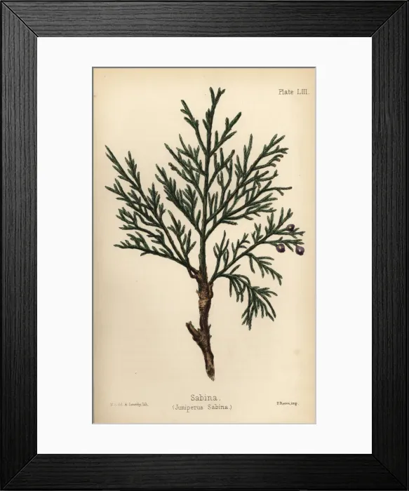 Framed Print : Savin juniper or sabina, Juniperus sabina Framed Print : Savin juniper or sabina, Juniperus sabina