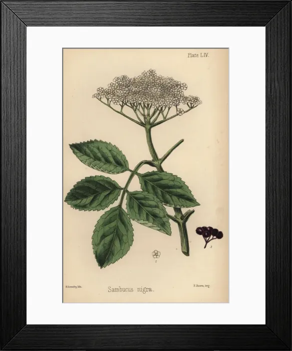 Framed Print : Black elder tree, Sambucus nigra Framed Print : Black elder tree, Sambucus nigra