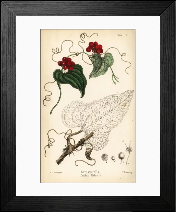 Framed Print : Sarsaparilla, Smilax aristolochiifolia Framed Print : Sarsaparilla, Smilax aristolochiifolia
