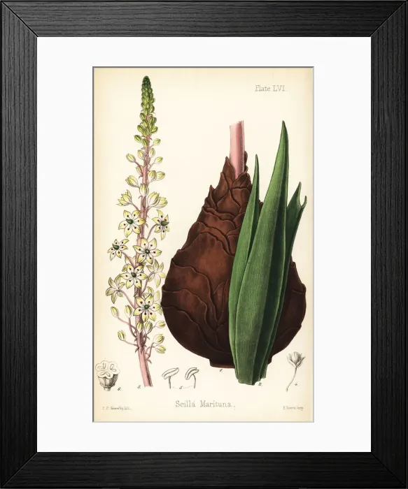 Framed Print : Sea squill, Drimia maritima Framed Print : Sea squill, Drimia maritima