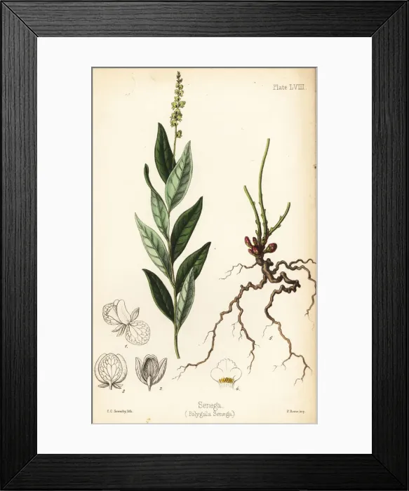 Framed Print : Seneca snakeroot, Polygala senega Framed Print : Seneca snakeroot, Polygala senega