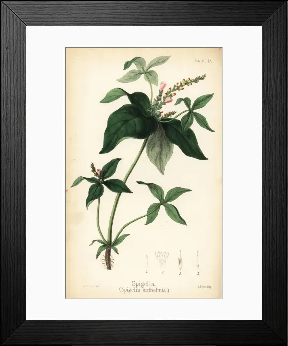 Framed Print : Spigelia or pinkroot, Spigelia anthelmia Framed Print : Spigelia or pinkroot, Spigelia anthelmia