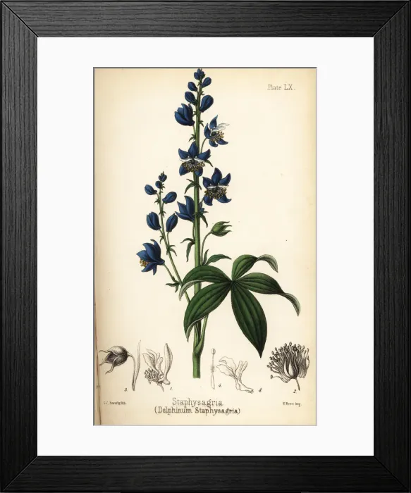 Framed Print : Lice-bane or stavesacre, Delphinium staphisagria Framed Print : Lice-bane or stavesacre, Delphinium staphisagria