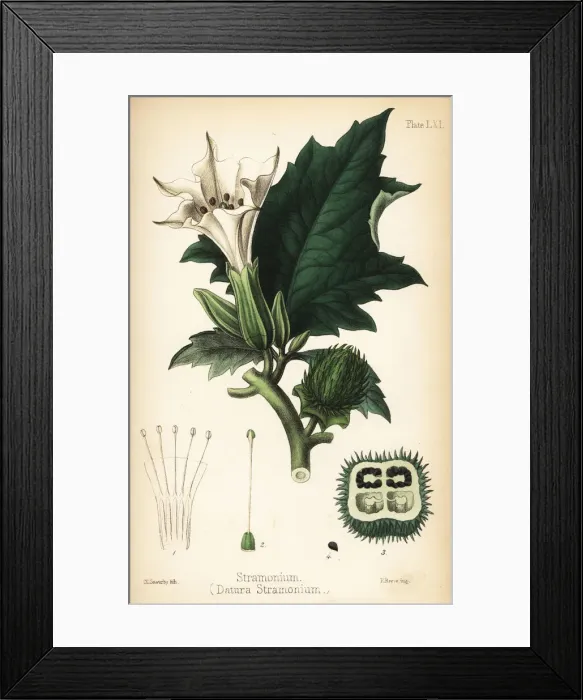 Framed Print : Jimsonweed or devils snare, Datura stramonium Framed Print : Jimsonweed or devils snare, Datura stramonium