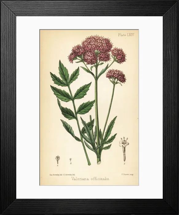 Framed Print : Valerian, Valeriana officinalis Framed Print : Valerian, Valeriana officinalis