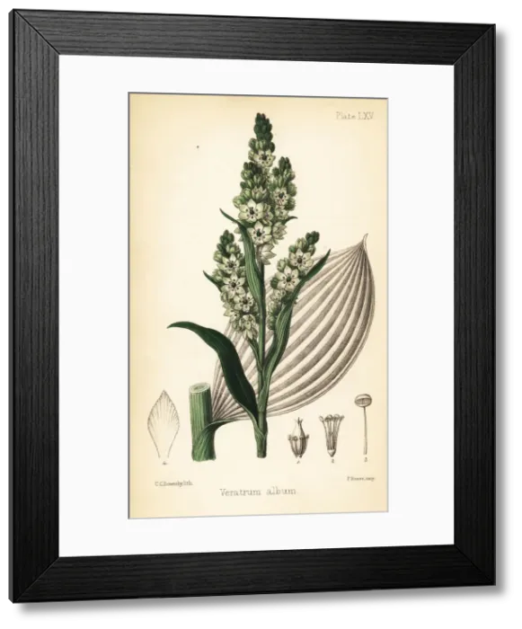 Framed Print : False helleborine or European white hellebore Framed Print : False helleborine or European white hellebore