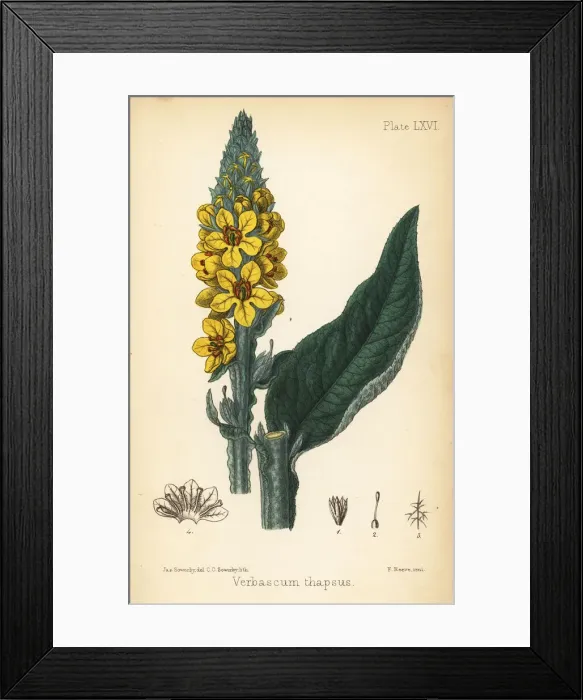 Framed Print : Great mullein, Verbascum thapsus Framed Print : Great mullein, Verbascum thapsus
