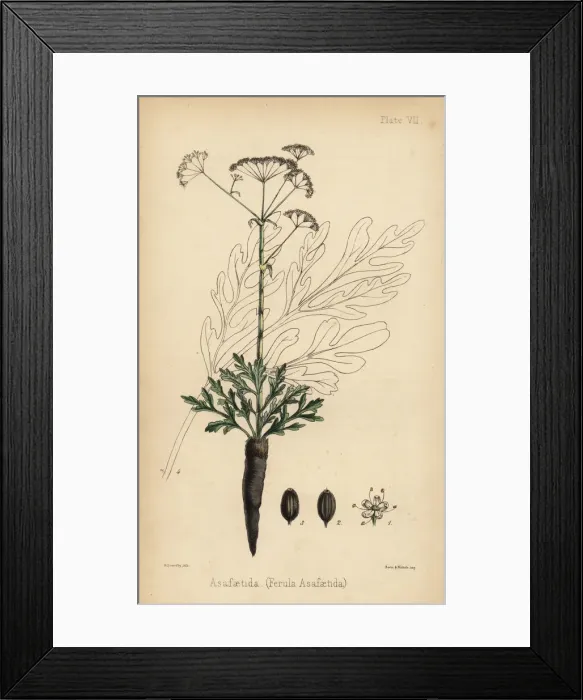 Framed Print : Asafetida, gum resin from the Ferula assa-foetida Framed Print : Asafetida, gum resin from the Ferula assa-foetida