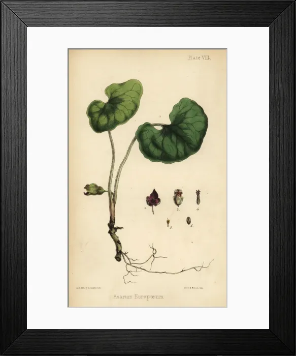 Framed Print : Asarabacca, Asarum europaeum Framed Print : Asarabacca, Asarum europaeum