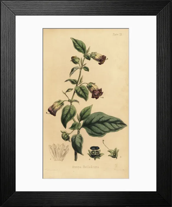 Framed Print : Deadly nightshade, Atropa belladonna Framed Print : Deadly nightshade, Atropa belladonna