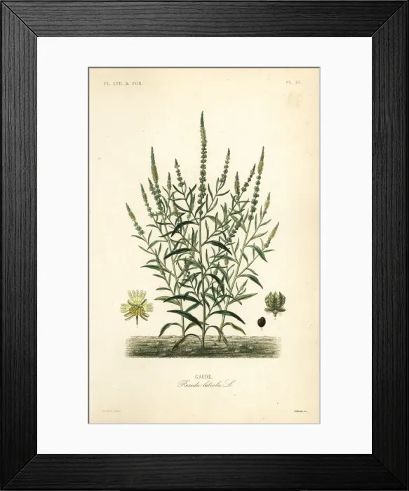 Framed Print : Dyers rocket or dyers weed Framed Print : Dyers rocket or dyers weed