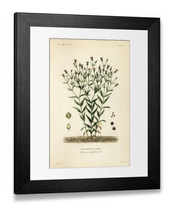 Framed Print : Cowherb, Vaccaria hispanica, Vaccaria sessilifolia Framed Print : Cowherb, Vaccaria hispanica, Vaccaria sessilifolia