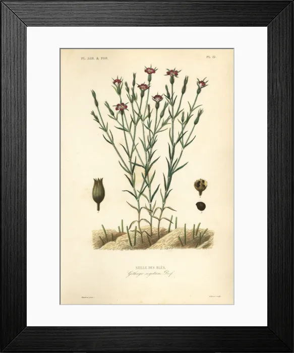 Framed Print : Common corn-cockle, Agrostemma githago, Githago segetum Framed Print : Common corn-cockle, Agrostemma githago, Githago segetum