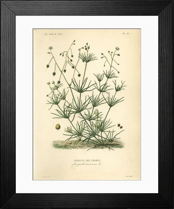 Framed Print : Corn spurry, Spergula arvensis Framed Print : Corn spurry, Spergula arvensis