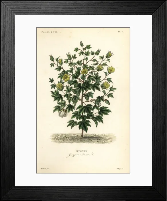 Framed Print : Tree cotton, Gossypium arboreum Framed Print : Tree cotton, Gossypium arboreum