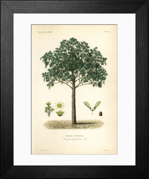 Framed Print : Sycamore maple tree, Acer pseudoplatanas Framed Print : Sycamore maple tree, Acer pseudoplatanas