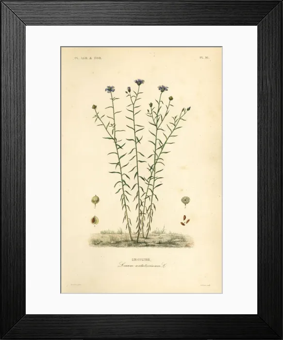 Framed Print : Common flax or linseed, Linum usitatissimum Framed Print : Common flax or linseed, Linum usitatissimum