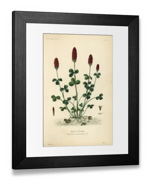 Framed Print : Crimson clover or Italian clover, Trifolium incarnatum Framed Print : Crimson clover or Italian clover, Trifolium incarnatum