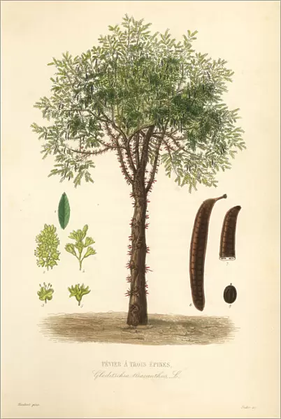 Honey locust or thorny locust tree, Gleditsia triacanthos