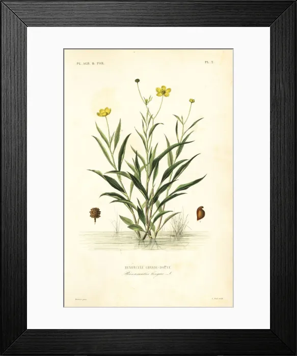 Framed Print : Greater spearwort, Ranunculus lingua Framed Print : Greater spearwort, Ranunculus lingua