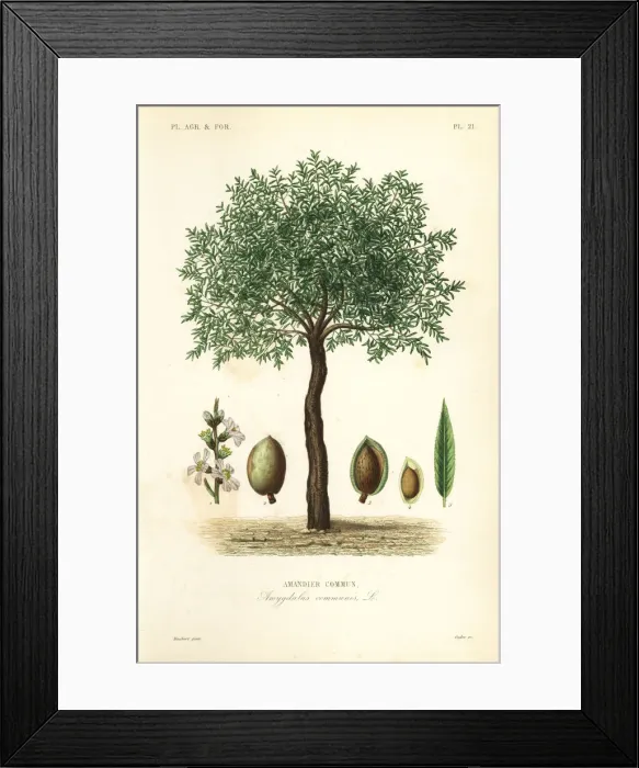 Framed Print : Almond tree, Prunus dulcis Framed Print : Almond tree, Prunus dulcis
