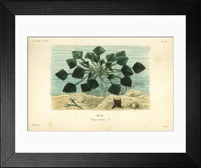 Framed Print : Water caltrop or buffalo nut, Trapa natans Framed Print : Water caltrop or buffalo nut, Trapa natans