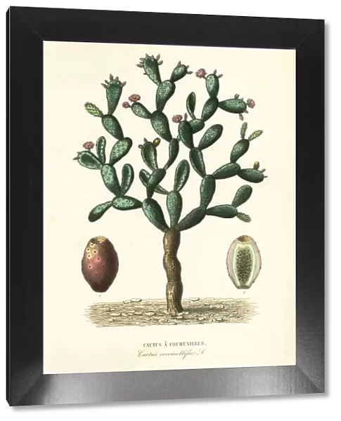 Cochineal cactus, Nopalea cochenillifera