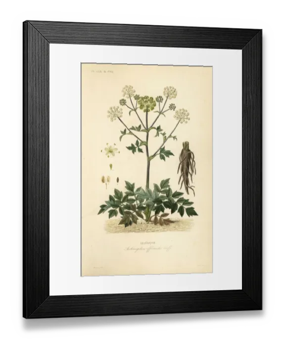 Framed Print : Garden angelica or wild celery, Angelica archangelica Framed Print : Garden angelica or wild celery, Angelica archangelica