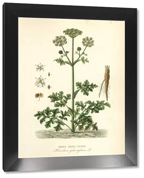 Hogweed or cow parsnip, Heracleum sphondylium