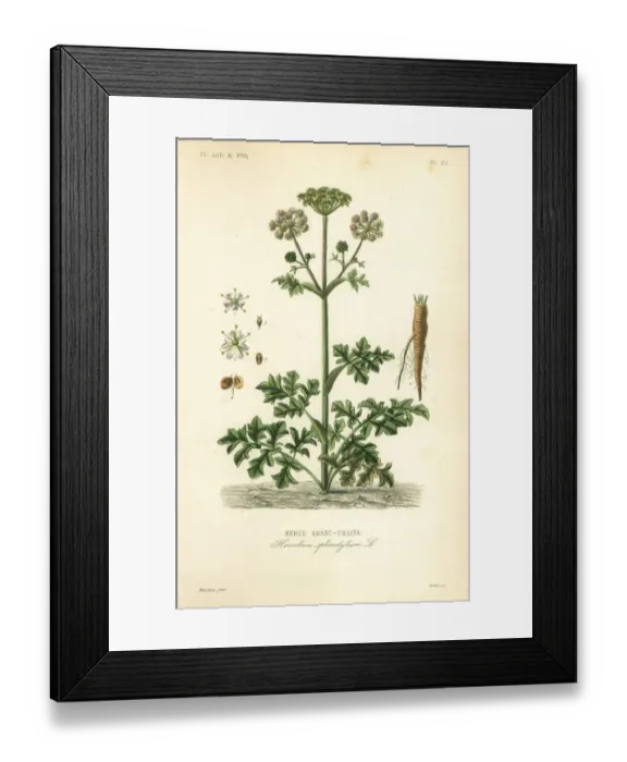 Framed Print : Hogweed or cow parsnip, Heracleum sphondylium Framed Print : Hogweed or cow parsnip, Heracleum sphondylium