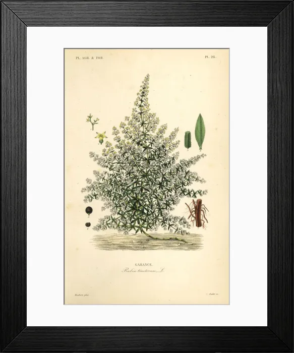Framed Print : Dyers madder or common madder, Rubia Framed Print : Dyers madder or common madder, Rubia