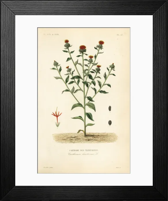 Framed Print : Safflower, Carthamus tinctorius Framed Print : Safflower, Carthamus tinctorius