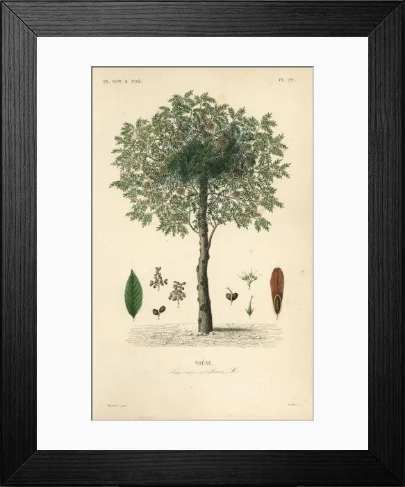Framed Print : European ash tree, Fraxinus excelsior Framed Print : European ash tree, Fraxinus excelsior
