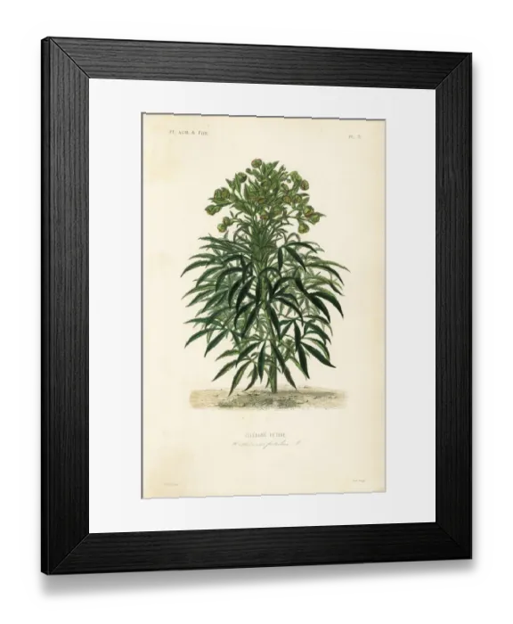 Framed Print : Stinking hellebore, Helleborus foetidus Framed Print : Stinking hellebore, Helleborus foetidus