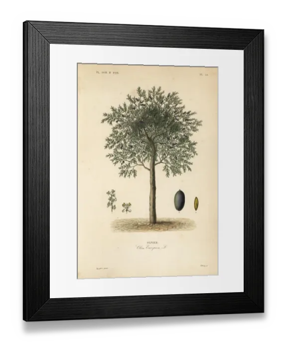 Framed Print : Olive tree, Olea europaea Framed Print : Olive tree, Olea europaea