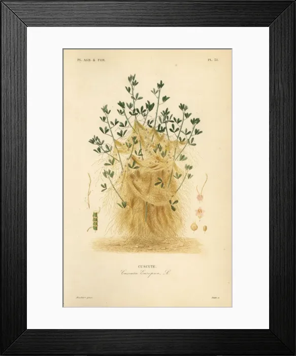 Framed Print : Greater dodder or European dodder, Cuscuta europaea Framed Print : Greater dodder or European dodder, Cuscuta europaea