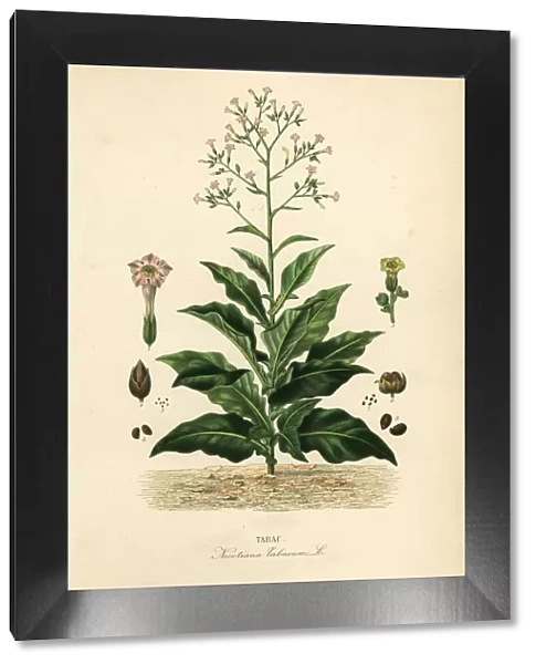Tobacco plant, Nicotiana tabacum
