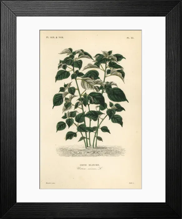Framed Print : Ramie or China grass, Boehmeria nivea, Urtica nivea Framed Print : Ramie or China grass, Boehmeria nivea, Urtica nivea