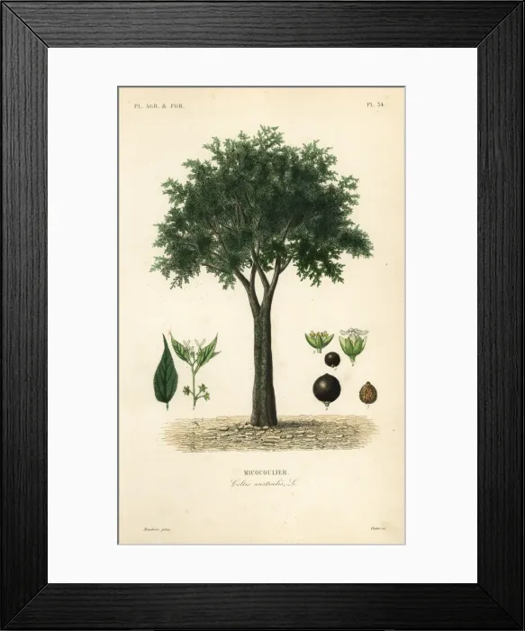 Framed Print : European nettle tree, Celtis australis Framed Print : European nettle tree, Celtis australis