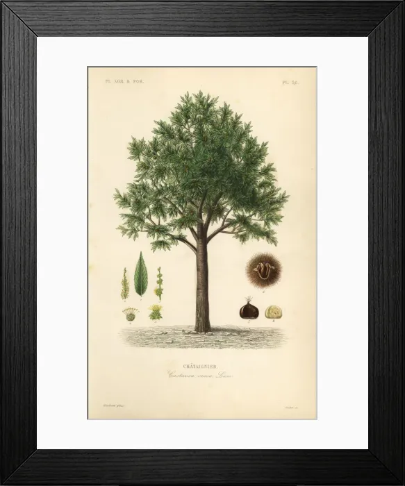 Framed Print : Sweet chestnut, Castanea sativa Framed Print : Sweet chestnut, Castanea sativa