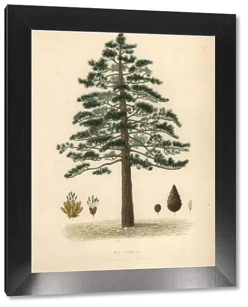 Black pine or Austrian pine, Pinus nigra subsp. laricio