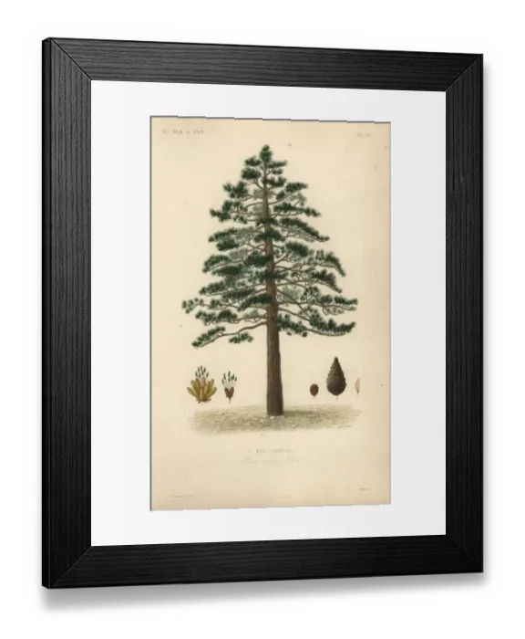Framed Print : Black pine or Austrian pine, Pinus nigra subsp. laricio Framed Print : Black pine or Austrian pine, Pinus nigra subsp. laricio