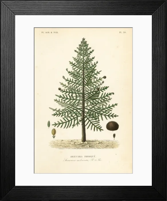 Framed Print : Monkey puzzle tree, Araucaria araucana. Endangered Framed Print : Monkey puzzle tree, Araucaria araucana. Endangered